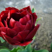 Tulipan podwójny