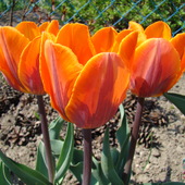 tulipan Princess Irene