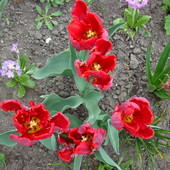 tulipan Rococo