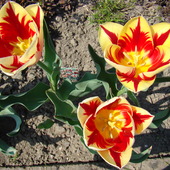 tulipan Triumph Grand Perfection