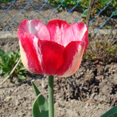 tulipan Triumph Rexona