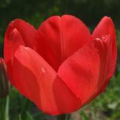 Tulipan... Wielkanocny;)))