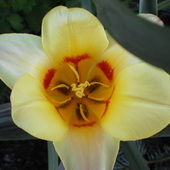 tulipanek2