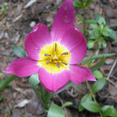 Tulipanik kolorowy