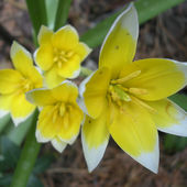Tulipanik żółty