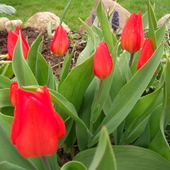 Tulipanki czekają na słonko ;)