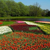Tulipanowe kobierce 2011