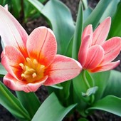 Tulipanowo