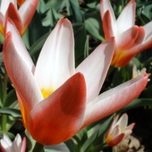tulipany :)