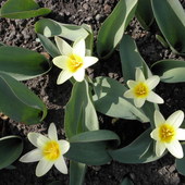 tulipany botaniczne