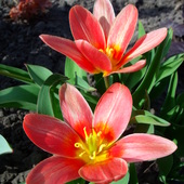 Tulipany otwarte do słonka