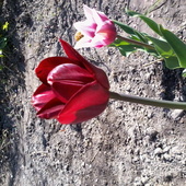 tulipany