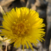 Żółty Kwiatuszek 
