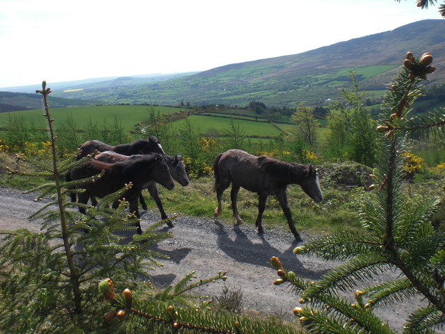 dzikie irlandzkie konie