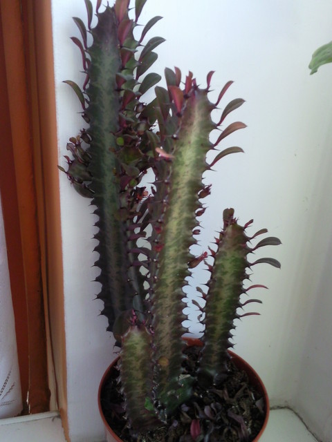 Euphorbia  trigona