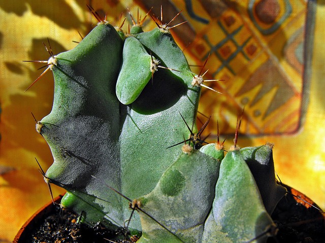 Kaktus z cycuszkiem ;-)