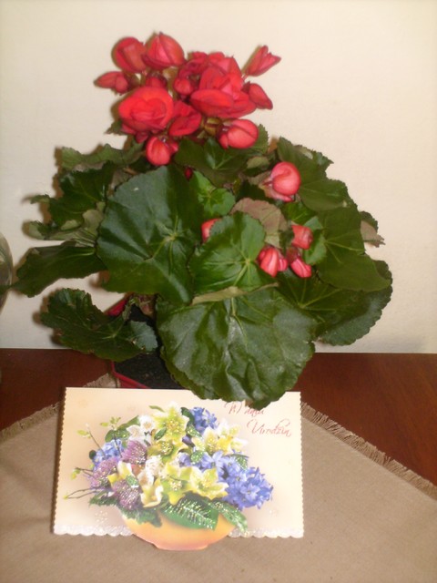 Kwiat urodzinowy dla mojej mamy ....Begonia elatior a przypomina różę. Dzięki za odwiedziny! Pozdrawiam!