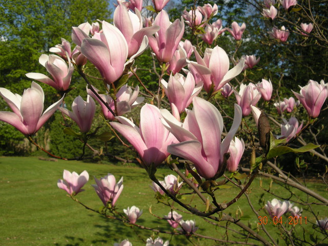 Magnolia u Kasi