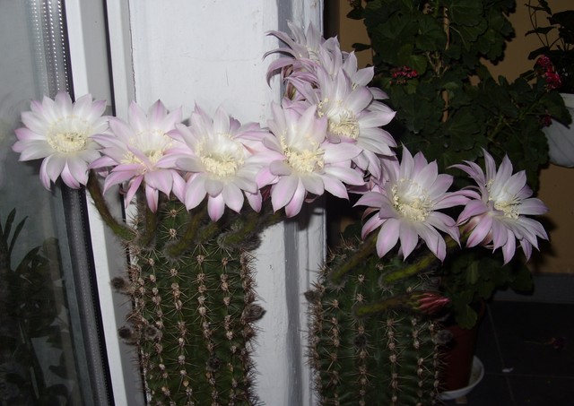 Echinopsis - moje kaktusy