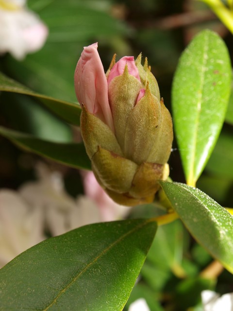 Pąk rododendrona