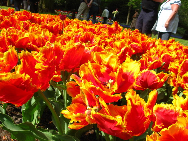 Płonące tulipany
