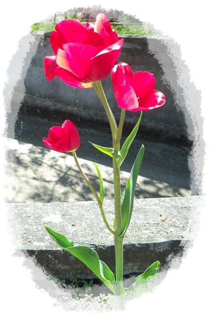 Potrójny tuliś