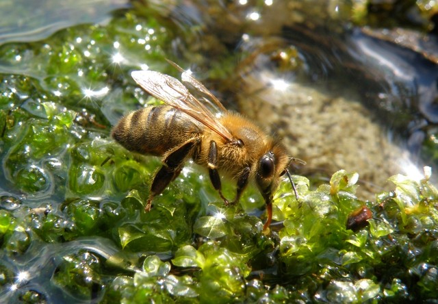pszczółka przy wodopoju w ogordzie :)