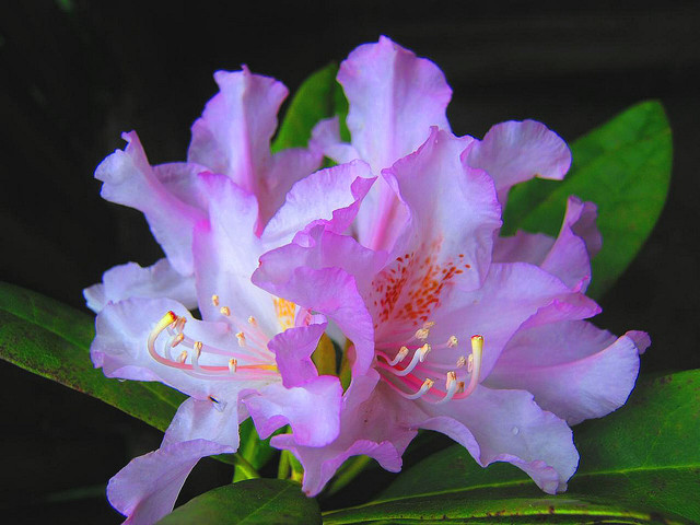 rododendron .............