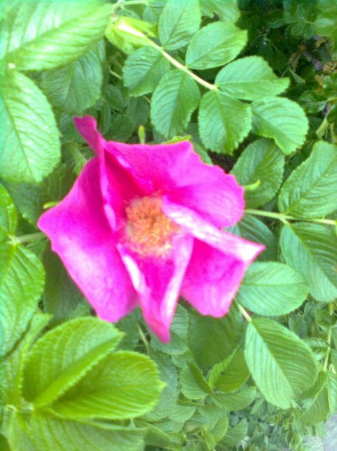 Róża pomarszczona, Rosa rugosa