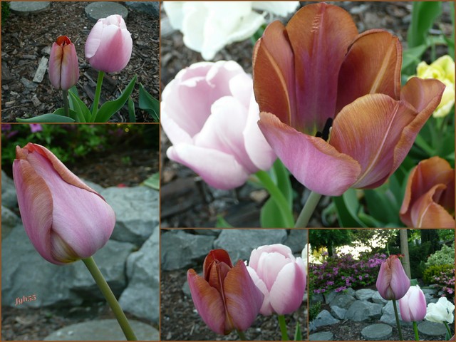 Tulipany ...