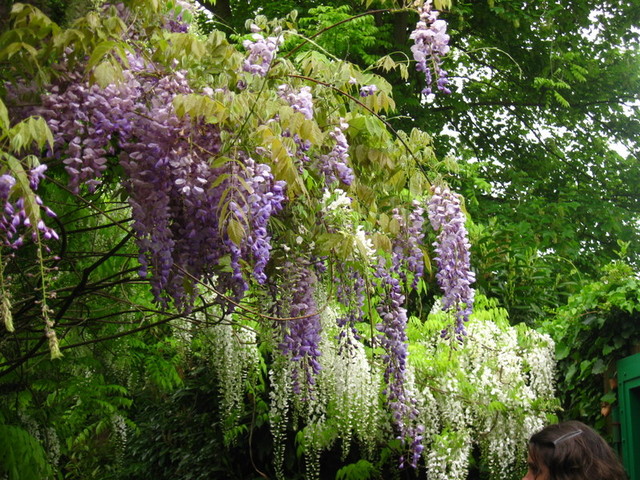 wisteria w ogrodzie wodnym Moneta