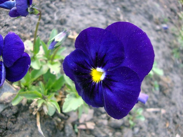 Wrocławkie kwiaty