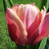 94 tulipan