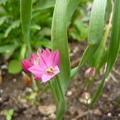 Allium oreophilum-czosnek kazachstański