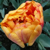 cd wczorajszych tulipanków