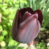 Czarny tulipan z mojego ogrodka