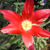 czerwony tulipan z białym środeczkiem