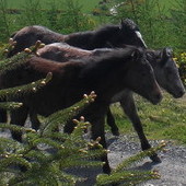 dzikie irlandzkie konie