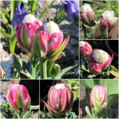dziwaczek tulipanek