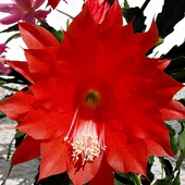 Epifilum - czerwony kwiat