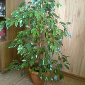 Ficus -beniaminek 