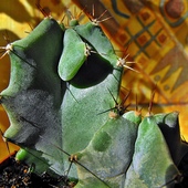 Kaktus z cycuszkiem ;-)