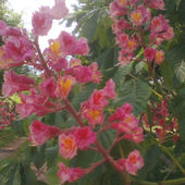 Kasztanowiec - ale różowo kwitnący