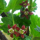 kwiat agresto-porzeczki