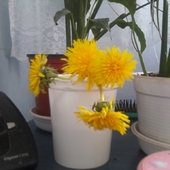 kwiatki od moich maluszków