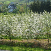 Kwitnący sad wiśniowy