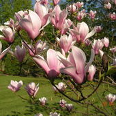 Magnolia u Kasi