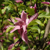 Magnolia.