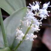 mały biały kwiat