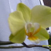 moja  orchidea